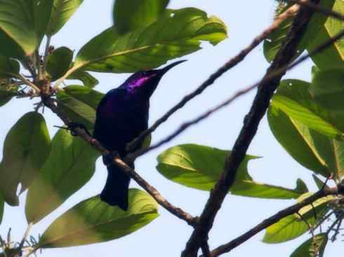 美丽无罪：雀鸟之太阳鸟