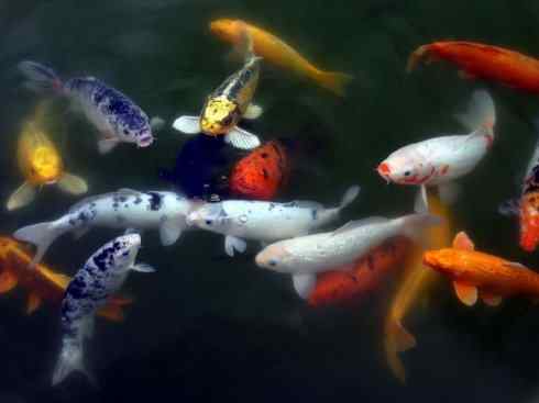 龙:传说的兽原型探秘(鲤鱼) 龙:传说的兽原型探秘(鲤鱼)