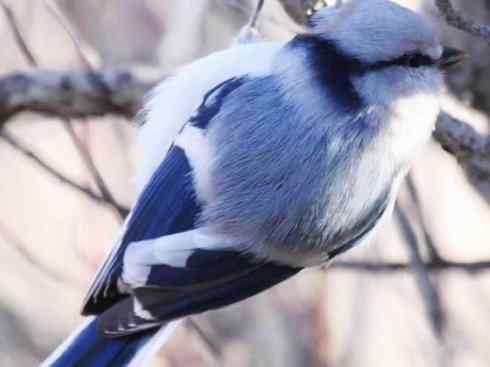 白头鸟系列：另类的美丽6