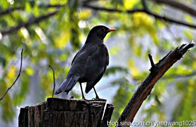 哇！我知道了！它的名字叫乌鸫dong