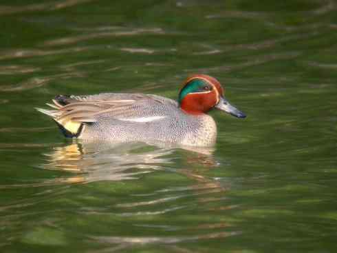 家禽驯化之源之十四(八哥、椋鸟、鹩哥)