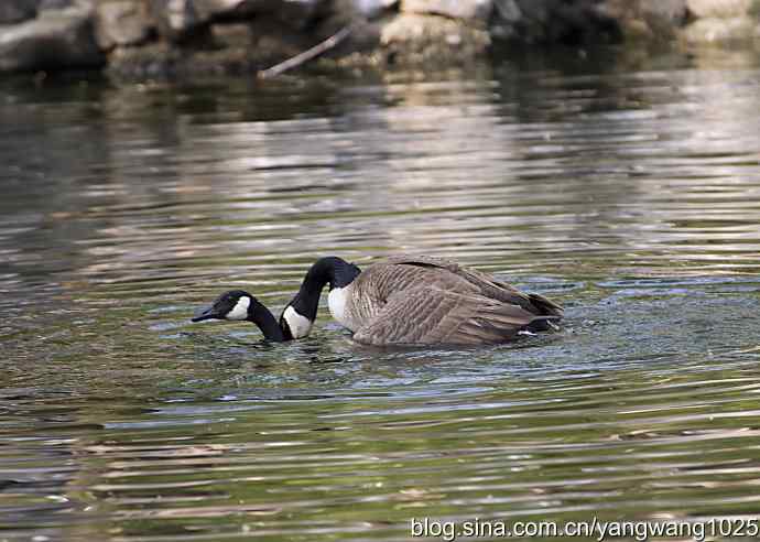 加拿大雁的婚礼（纪实）