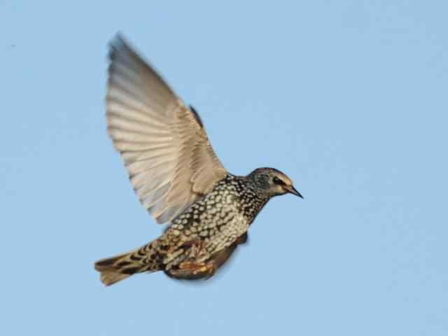 【亚平宁半岛之旅 wbr. wbr紫翅椋鸟】 【亚平宁半岛之旅 wbr. wbr紫翅椋鸟】