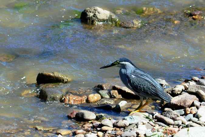 绿鹭的栖息地(密云潮白河畔)