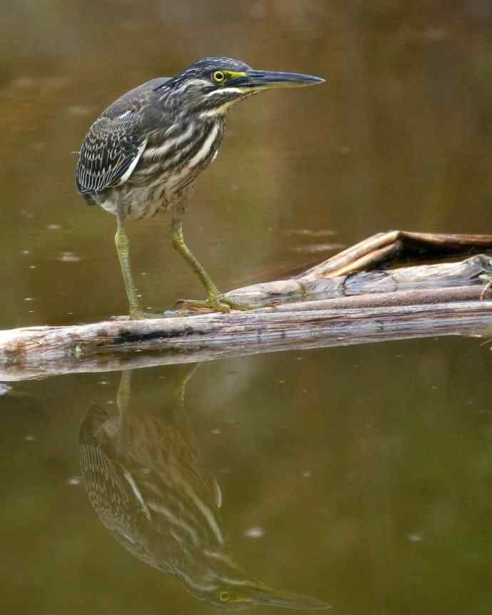 四川西昌鸟类摄影——今天的收获－一只绿鹭