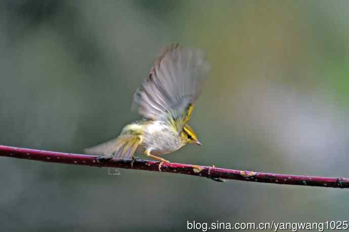 黄腰柳莺（22）