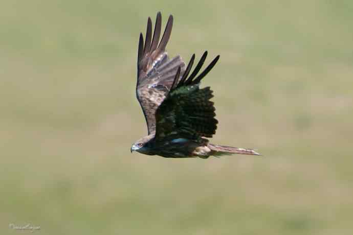 【综合】草原猛禽