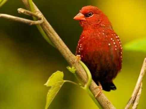极品红色鸟类：红梅花雀