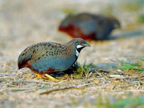 凤凰：传说的鸟原型探秘（鹌鹑）