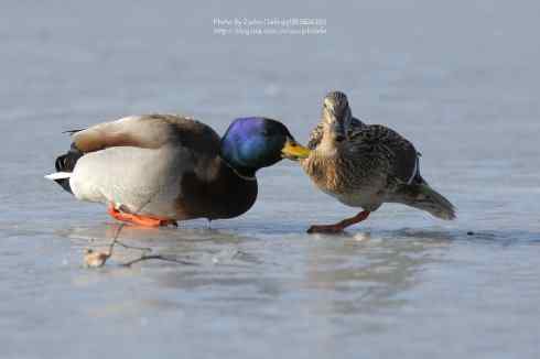 绿头鸭冰上求爱