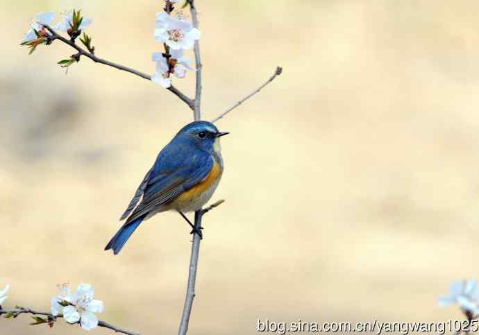 雄性红胁蓝尾鸲（5）