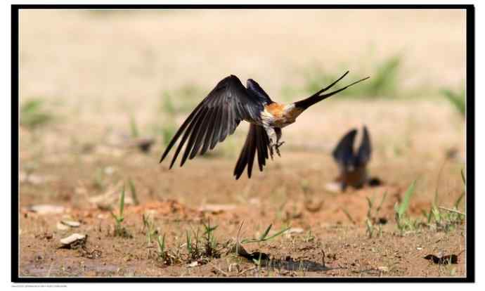 金腰燕衔泥筑巢