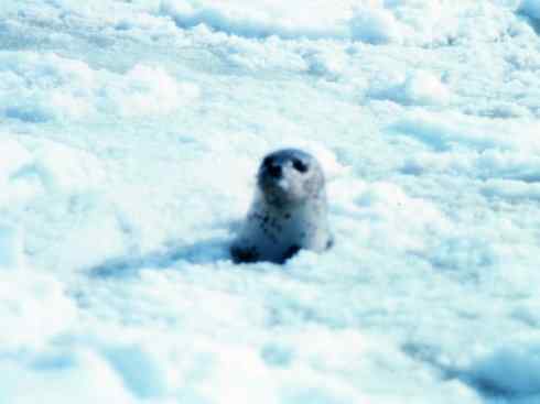 自然奇观：动物大迁徙(鳍足类)
