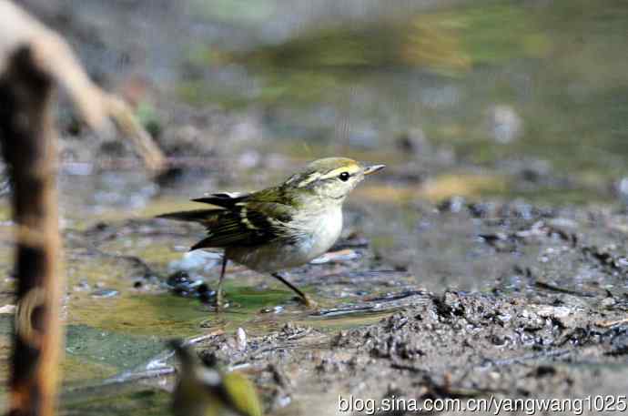 黄眉柳莺（15）