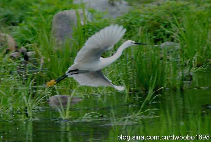 鸟友同游怀沙河 鸟友同游怀沙河