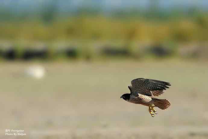 游隼在飞（摄于康西草原）