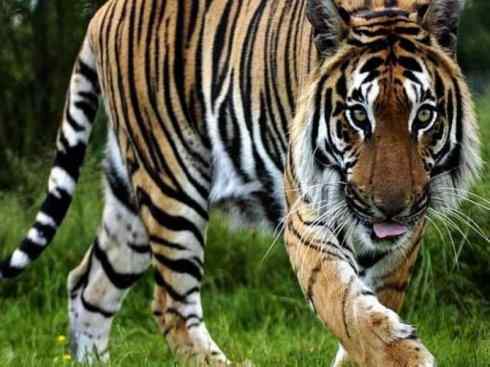 白虎：传说的兽原型探秘（孟加拉虎）