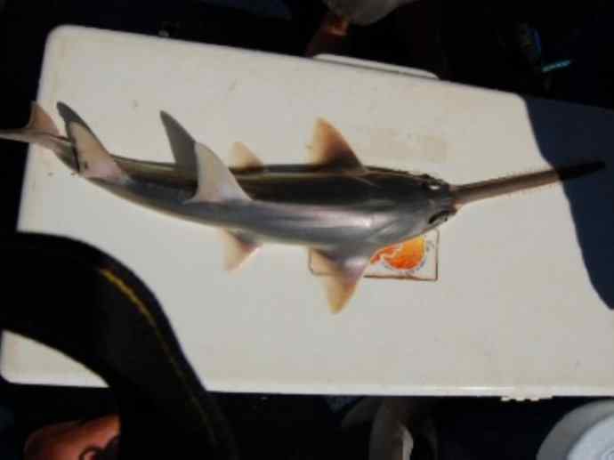 鱼类活化石：锯鳐