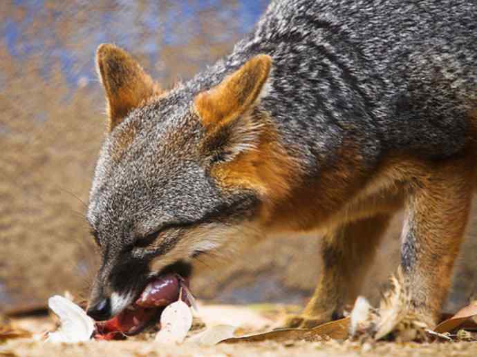 犬科：狐亚科灰狐属之灰狐、岛屿灰狐