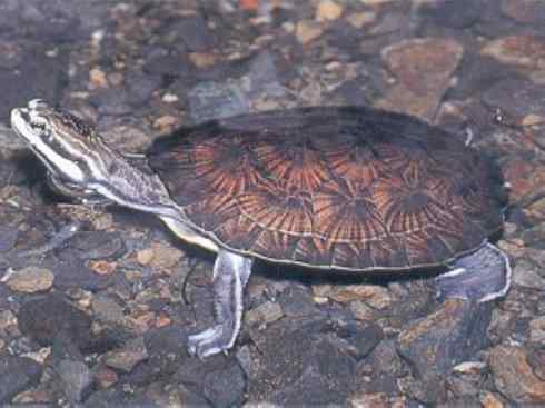 玄武：传说的兽原型探秘（玛塔龟）