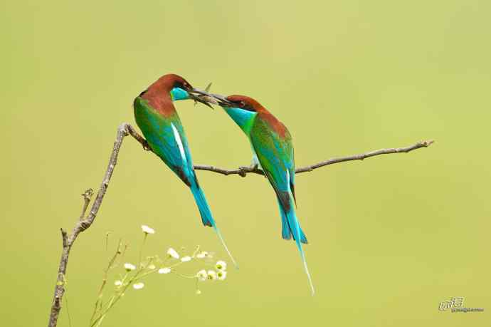 湖北大悟的蓝喉蜂虎 湖北大悟的蓝喉蜂虎