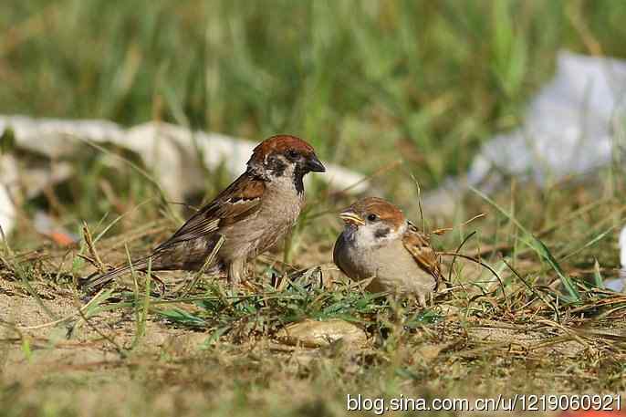 内蒙古鸟类摄影——麻雀喂雏