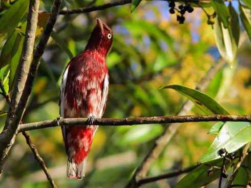 极品红色鸟类：深红紫伞鸟