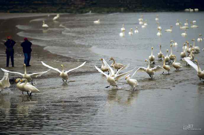烟墩角&nbsp;wbr路&nbsp;wbr再次与大天鹅亲密相处