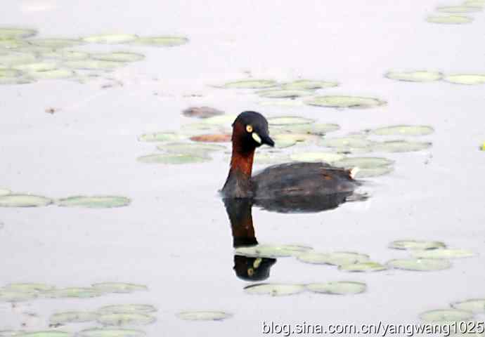 早餐 wbr鈥斺斝t捕鱼纪实 早餐 wbr鈥斺斝t捕鱼纪实