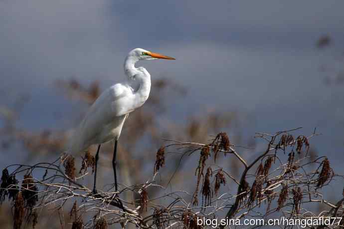 美国鸟类摄影——大白鷺（7）