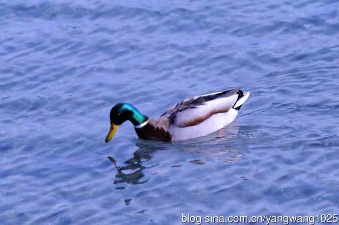 梳洗漂亮去相亲