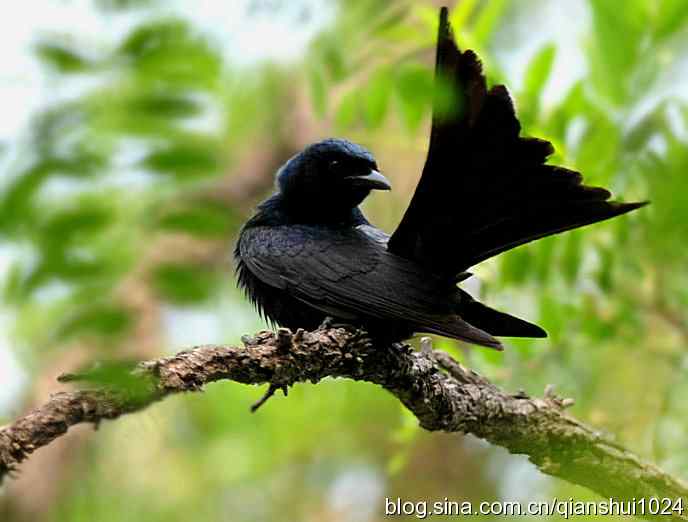 清仓晒鸟儿 清仓晒鸟儿