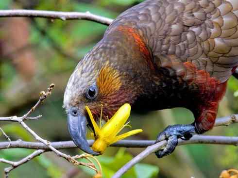 极品红色鸟类：红色吸蜜鹦鹉