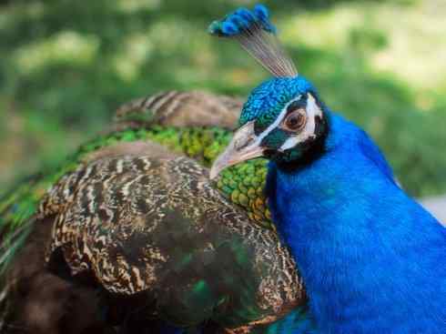 凤凰：传说中的鸟原型探秘（孔雀）