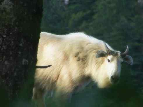 自然奇观：动物大迁徙(非洲大迁徙)