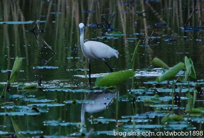 小白鹭的晚餐