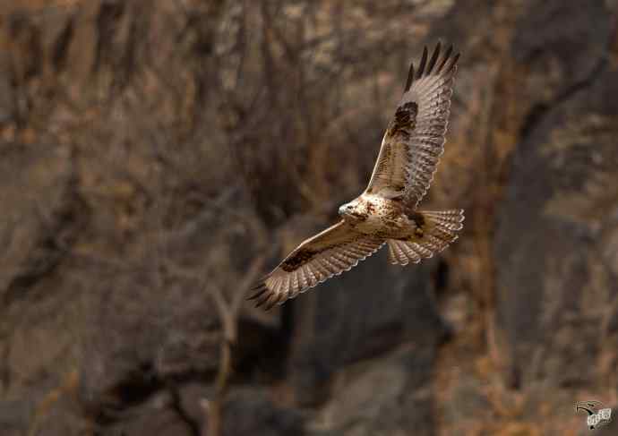 有背景的大鵟飞版