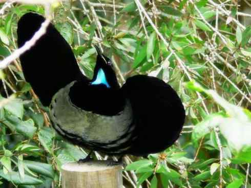 美丽无罪：雀鸟之极乐鸟