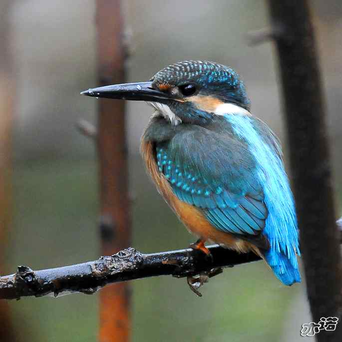 圆明园&nbsp;wbr路&nbsp;wbr雨天的小翠