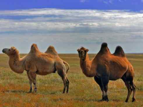 麒麟：传说的兽原型探秘（叉角羚）