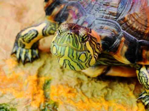 玄武：传说的兽原型探秘（水龟）