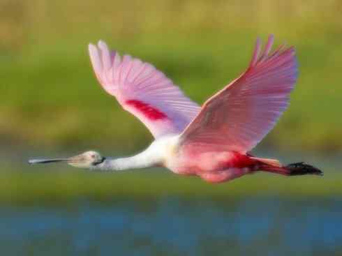 猎奇：奇特的鸟喙之八(重发之黑琵鹭)