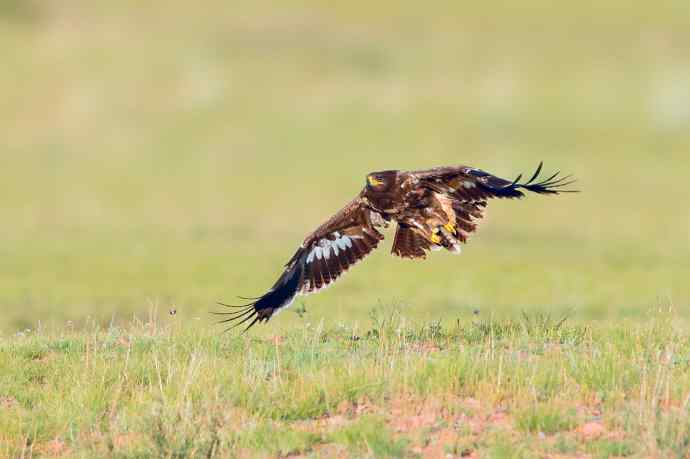 一组草原雕起飞