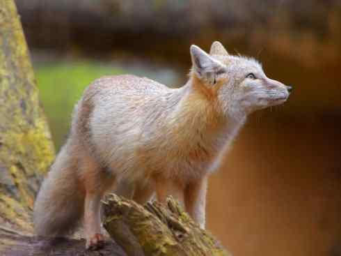 狈：传说的兽原型探秘（狐）