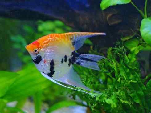 鱼类活化石：美洲肺鱼