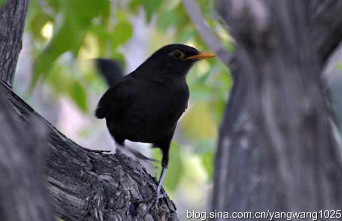 北京动物园的鸟类——哇!我知道了!它的名字叫乌鸫dong