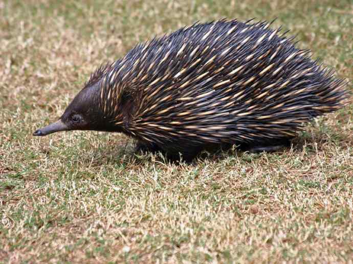 盘点十二大著名食蚁动物：短吻针鼹