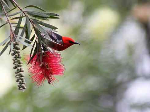 极品红色鸟类：绯红摄蜜鸟