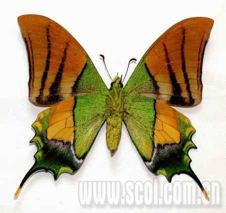 四川珍稀的帝王喙凤蝶濒临灭绝!