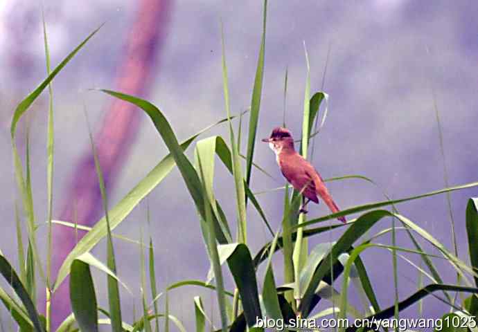 东方大苇莺 东方大苇莺